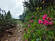 11 Rododendri in fiore...